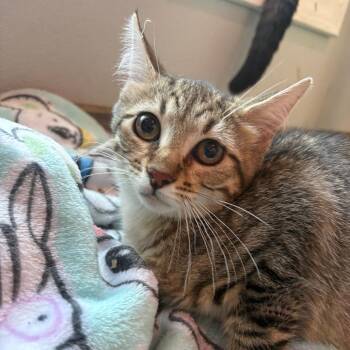 Sunny -  Domestic Short Hair Cat for Adoption in West Des Moines, Iowa - Sunny | PetCurious