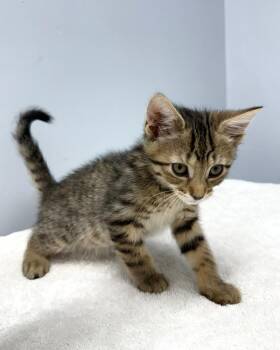 Warbler -  Domestic Short Hair Cat for Adoption in Mount Vernon, Ohio - Warbler | PetCurious