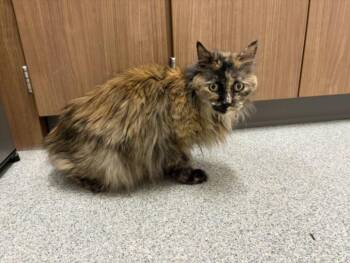IDA -  Domestic Long Hair Cat for Adoption in Loveland, Colorado - IDA | PetCurious