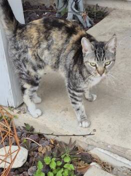 Domestic Short Hair Cats Available for Adoption - A796153 | PetCurious