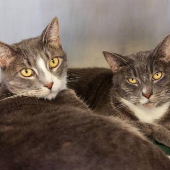 Mozart (originally Marshall) -  Domestic Short Hair Cat for Adoption in Goleta, California - Mozart (originally Marshall) | PetCurious