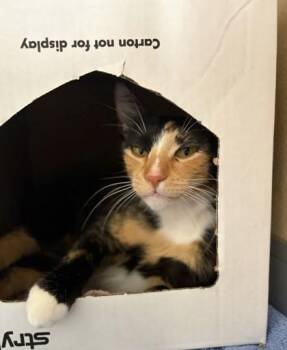 Domestic Short Hair Cats Available for Adoption - Midnight | PetCurious