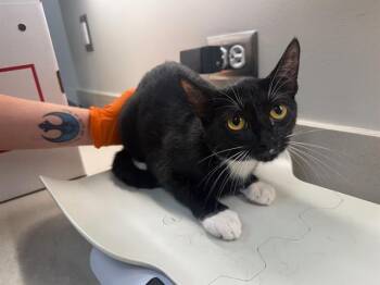 Domestic Short Hair Cats Available for Adoption in Baytown, Texas - BLOSSOM | PetCurious