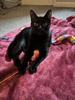 Domestic Short Hair Cats Available for Adoption in Columbus, Ohio - Khaleesi | PetCurious