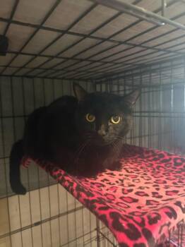 Domestic Short Hair Cats Available for Adoption - Bagheera | PetCurious