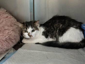 Domestic Medium Hair Cats Available for Adoption in Kingsland, Georgia - Dottie | PetCurious