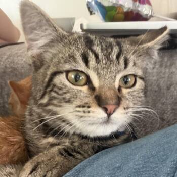 Cowboy -  Domestic Short Hair Cat for Adoption in Grantsville, Utah - Cowboy | PetCurious