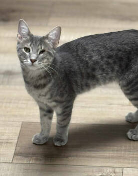 Rescue Domestic Short Hair Cats for Adoption in Mount Laurel Township, New Jersey - Polly Sailor | PetCurious