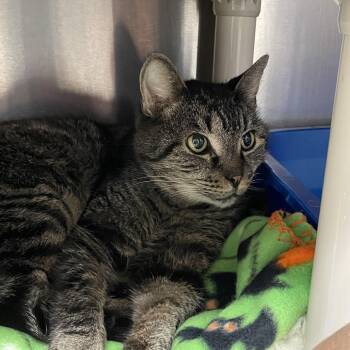 Tabby Cats Available for Adoption - Bud | PetCurious