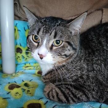 Bieber -  Domestic Short Hair Cat for Adoption in Fairport, New York - Bieber | PetCurious