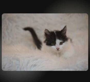 Helios -  Domestic Medium Hair Cat for Adoption in Calgary, Alberta - Helios | PetCurious