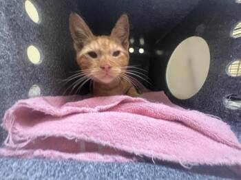 ZEST -  Domestic Short Hair Cat for Adoption in Tustin, California - ZEST | PetCurious