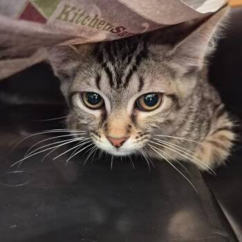 Candle -  Domestic Short Hair Cat for Adoption in Montgomery, Alabama - Candle | PetCurious