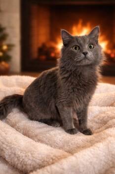 Russian Blue and Domestic Medium Hair Cats Available for Adoption in Fort Myers, Florida - Mikey | PetCurious