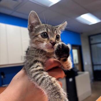 Apple Cider -  Domestic Short Hair Cat for Adoption in Riverside, California - Apple Cider | PetCurious