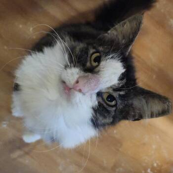 Domestic Long Hair Cats Available for Adoption - Nova Provencal-CP | PetCurious