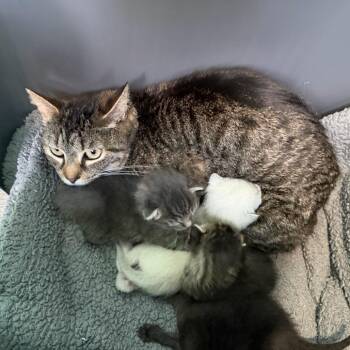 Maine -  Domestic Short Hair Cat for Adoption in Marion, Virginia - Maine | PetCurious