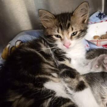 Sparkle -  Domestic Long Hair Cat for Adoption in Bentonville, Arkansas - Sparkle | PetCurious