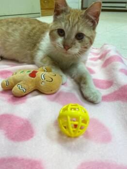 Gingerbread -  American Shorthair Cat for Adoption in Van Wert, Ohio - Gingerbread | PetCurious