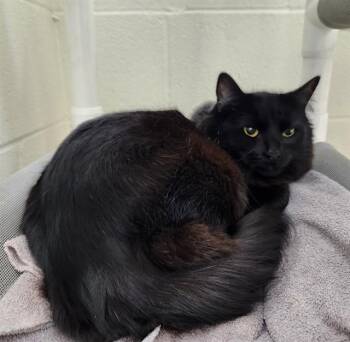 Domestic Long Hair Cats Available for Adoption in Pueblo, Colorado - LAMB CHOP | PetCurious