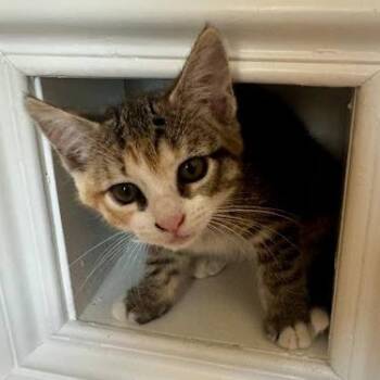 Peaches -  Domestic Short Hair Cat for Adoption in Pleasant Hill, California - Peaches | PetCurious