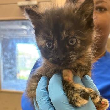 Domestic Short Hair Cats Available for Adoption in Birmingham, Alabama - Scorpio | PetCurious