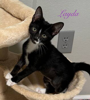 Rescue Domestic Short Hair and Tuxedo Cats for Adoption in Longwood, Florida - Layda | PetCurious