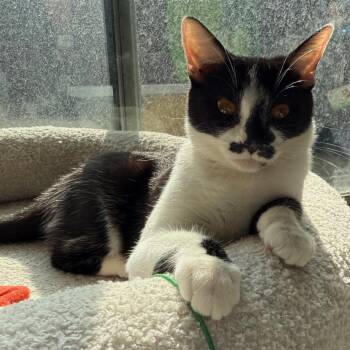 Domestic Short Hair Cats Available for Adoption - Yam | PetCurious