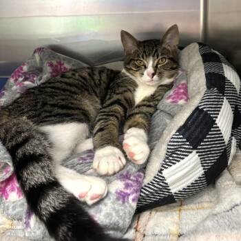 Domestic Short Hair Cats Available for Adoption - Crouton | PetCurious