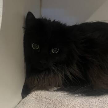 Domestic Long Hair Cats Available for Adoption - Harry | PetCurious