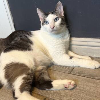 Vail -  Domestic Short Hair Cat for Adoption in Long Beach, California - Vail | PetCurious