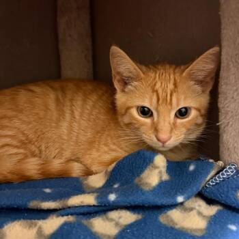 Puddle -  Domestic Short Hair Cat for Adoption in Middlebury, Vermont - Puddle | PetCurious