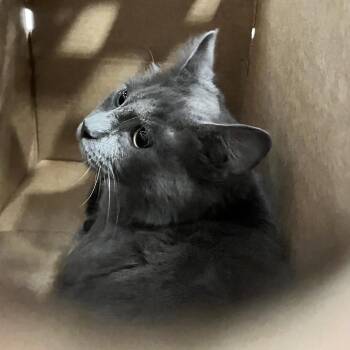 Miso -  Domestic Short Hair Cat for Adoption in Philadelphia, Pennsylvania - Miso | PetCurious