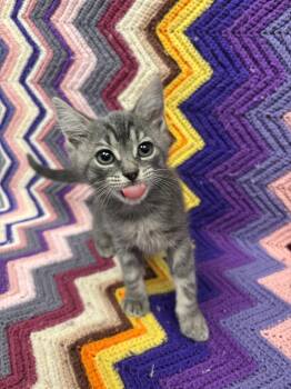 Rescue Domestic Short Hair Cats for Adoption in Bear, Delaware - Iris | PetCurious