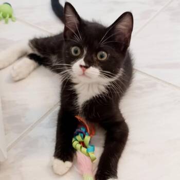 Chase -  Domestic Medium Hair Cat for Adoption in Jupiter, Florida - Chase | PetCurious