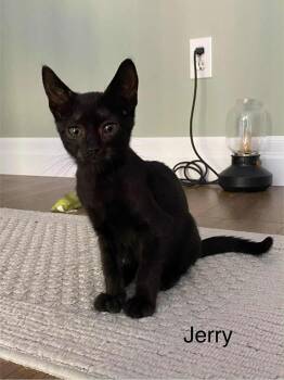 Rescue Domestic Short Hair Cats for Adoption in Abbotsford, British Columbia - Jerry | PetCurious