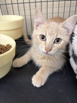 OSCAR -  Tabby Cat for Adoption in Smithtown, New York - OSCAR | PetCurious