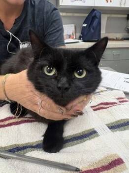 Chunky Monkey -  Domestic Medium Hair and Domestic Short Hair Cat for Adoption in Palm Coast, Florida - Chunky Monkey | PetCurious