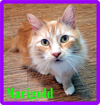 Marigold -  Domestic Long Hair Cat for Adoption in Eugene, Oregon - Marigold | PetCurious