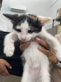 URSULA -  Domestic Short Hair Cat for Adoption in Dallas, Texas - URSULA | PetCurious
