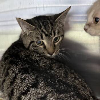 Gus -  Domestic Short Hair Cat Available for Adoption in Corbin, Kentucky - Gus | PetCurious
