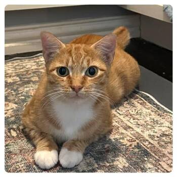 Mama Violet -  Domestic Short Hair and Manx Cat for Adoption in Webster, Texas - Mama Violet | PetCurious