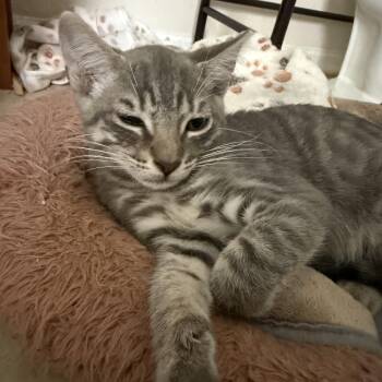 Charlie -  Domestic Short Hair Cat for Adoption in Jacksonville, Florida - Charlie | PetCurious