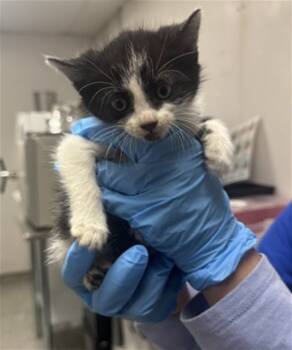 Rescue Domestic Medium Hair Cats for Adoption in San Bernardino, California - PETUNIA | PetCurious