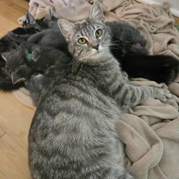 Rescue Tabby Cats for Adoption - Big Mama | PetCurious