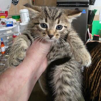 Dashi(Milo) -  Domestic Short Hair Cat for Adoption in Eureka Springs, Arkansas - Dashi(Milo) | PetCurious