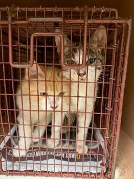 Domestic Short Hair Cats Available for Adoption - Theodore | PetCurious