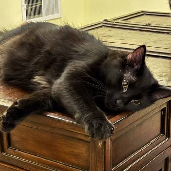 Rescue Domestic Medium Hair Cats for Adoption in St. Louis, Missouri - McNugget | PetCurious