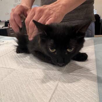 GRiZ -  Domestic Medium Hair Cat for Adoption in San Antonio, Texas - GRiZ | PetCurious