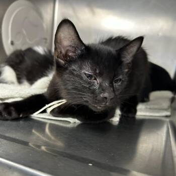 Q*Bert -  Domestic Short Hair Cat for Adoption in Mentor, Ohio - Q*Bert | PetCurious